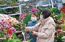 花市红火春意浓